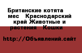 Британские котята 1,5 мес - Краснодарский край Животные и растения » Кошки   